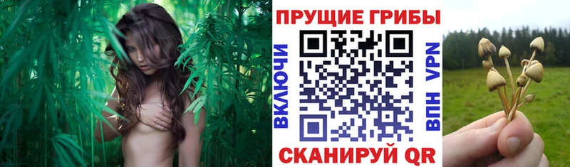 Галлюциногенные грибы мухоморы  Лесосибирск 